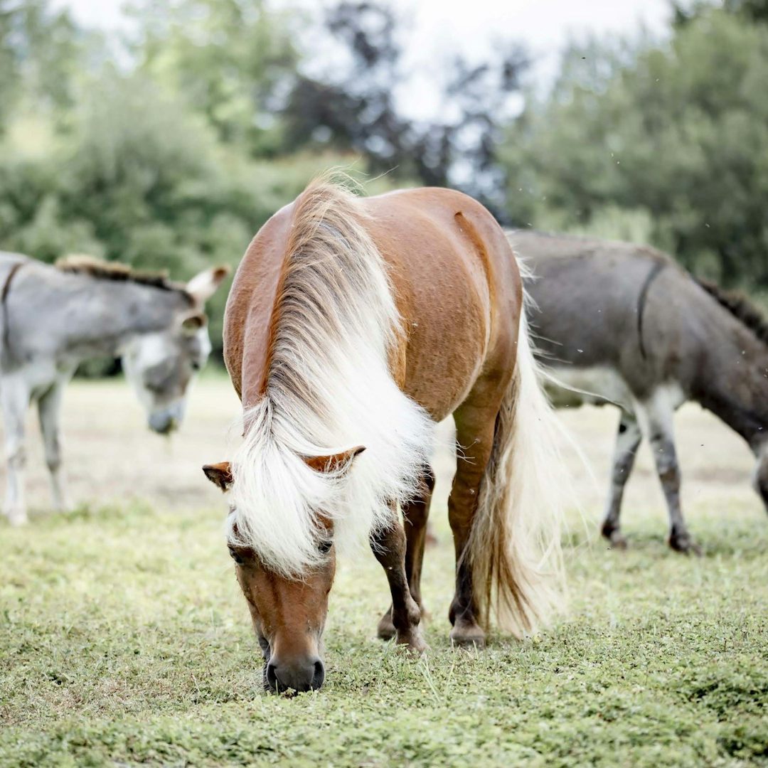 maréchal-ferrant manche
